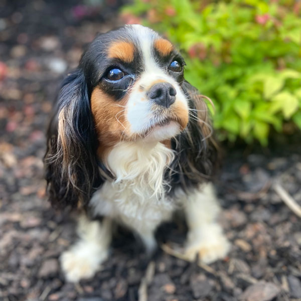 Almira - AKC Cavalier King Charles