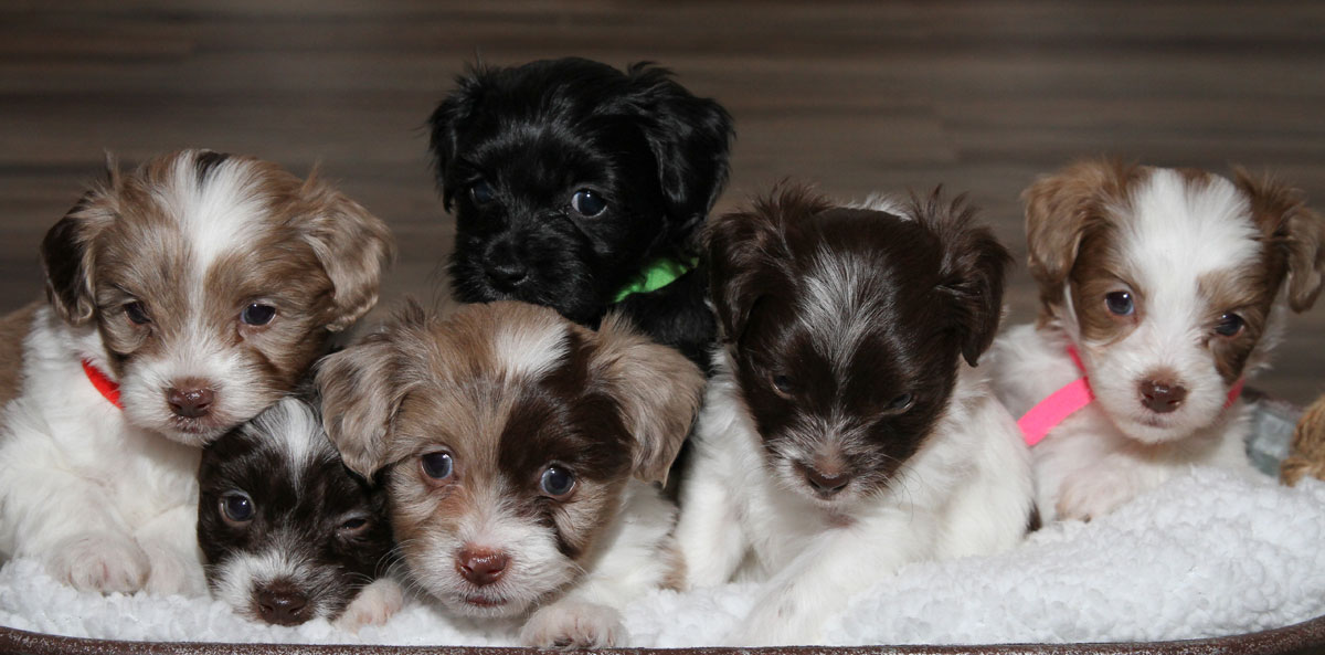 Havapoo Puppies for sale in Virginia by Black Creek Doodles