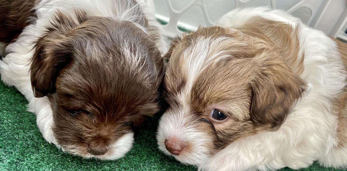 Merle Havapoo Puppies for sale in Virginia by Black Creek Doodles