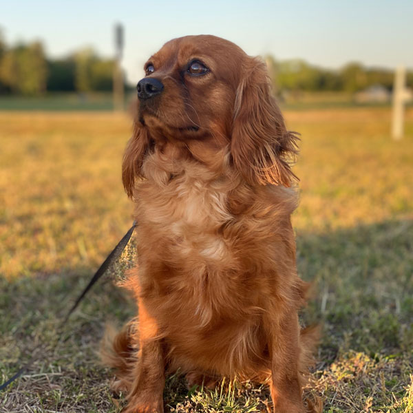 Cassie - AKC Cavalier King Charles