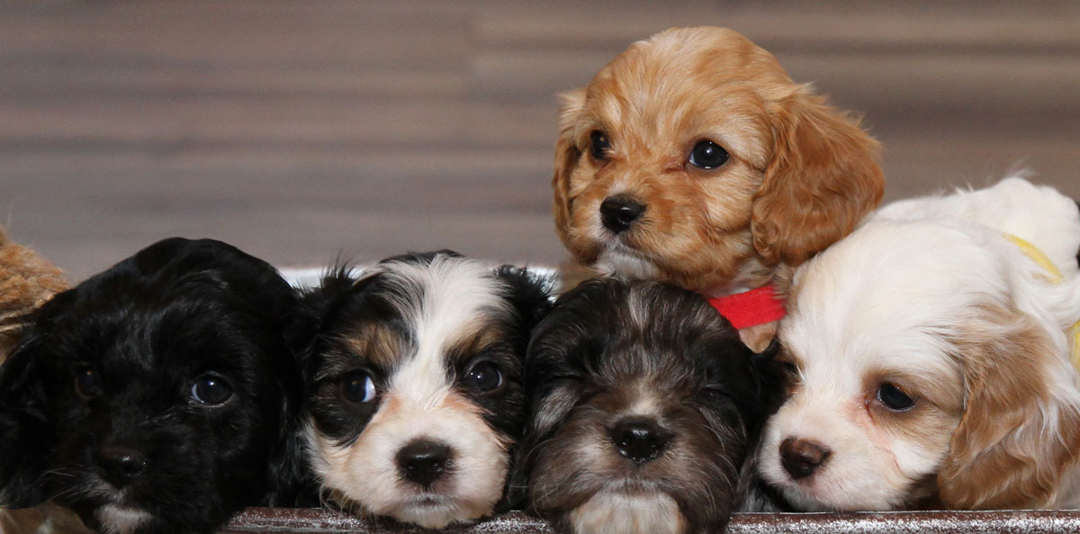 Cavapoo Puppies for sale in Virginia by Black Creek Doodles