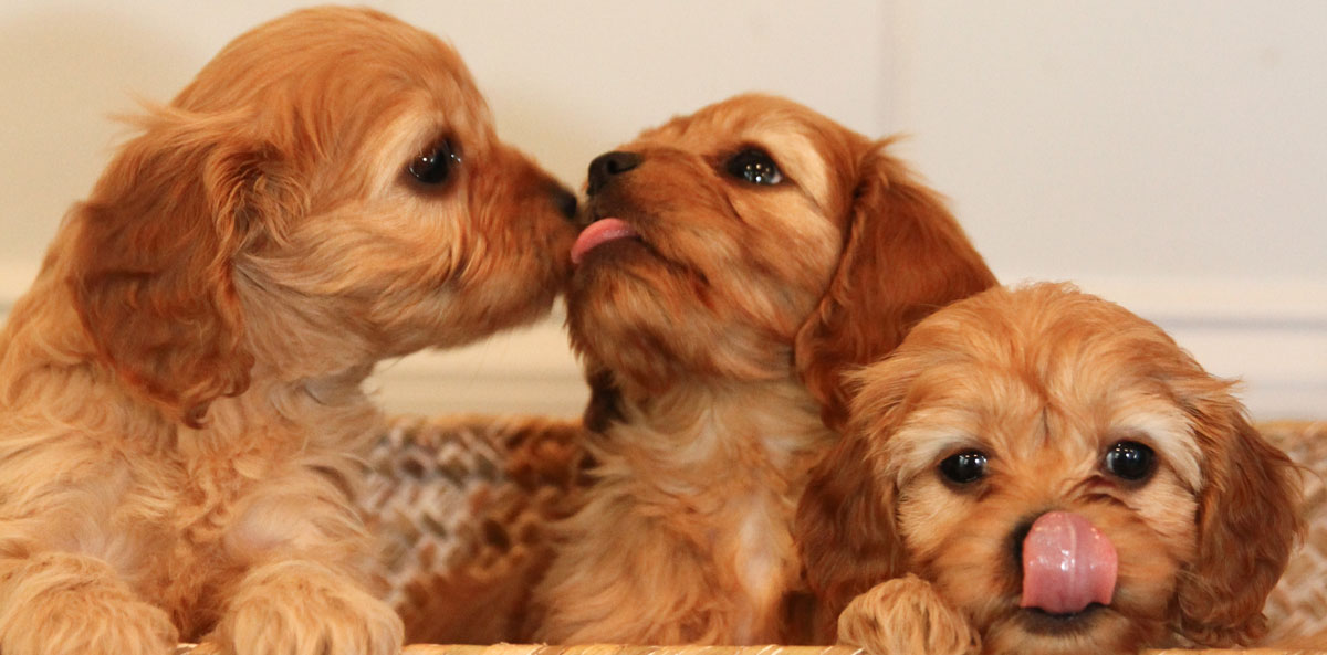 Merle Cavapoo Puppies for sale in Virginia by Black Creek Doodles