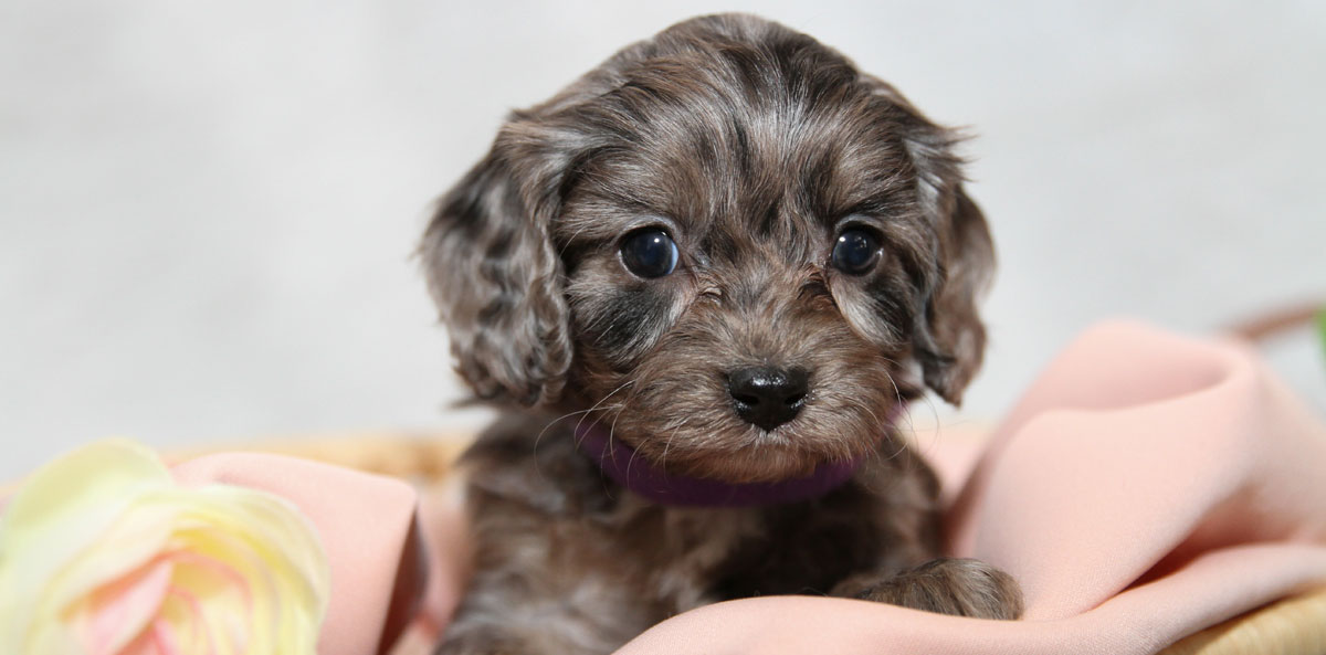 Cavapoo Puppies for sale in Virginia by Black Creek Doodles