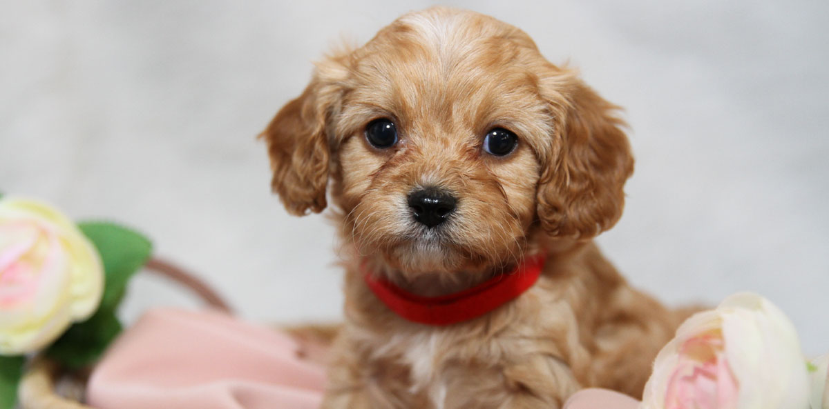 Cavapoo Puppies for sale in Virginia by Black Creek Doodles