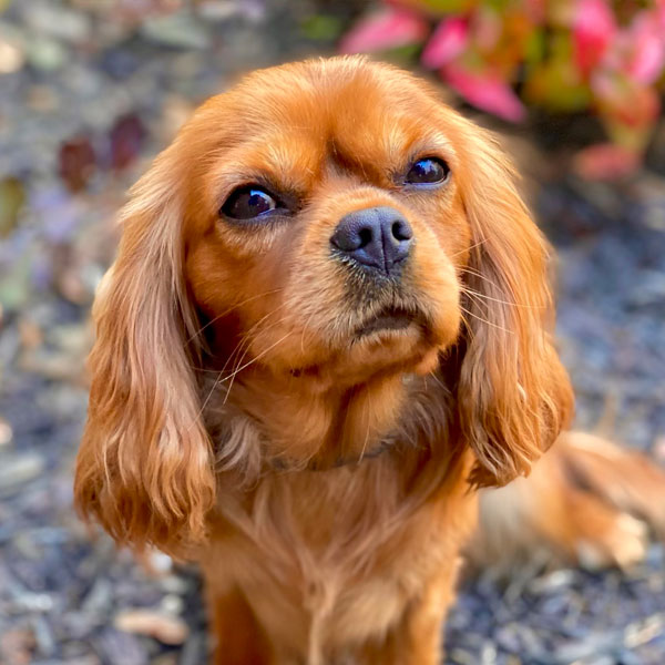 Happy - AKC Cavalier King Charles