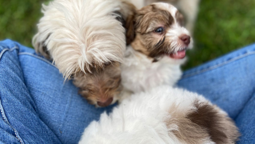 Havapoo Puppies In Virginia Cavapoo Puppies In Virginia By Black Creek Doodles