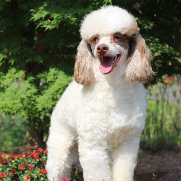 Oliver - AKC Merle Poodle