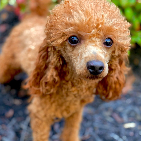 Peanut - AKC Merle Poodle