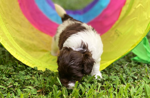 Cavapoo and Havapoo puppies in Virginia