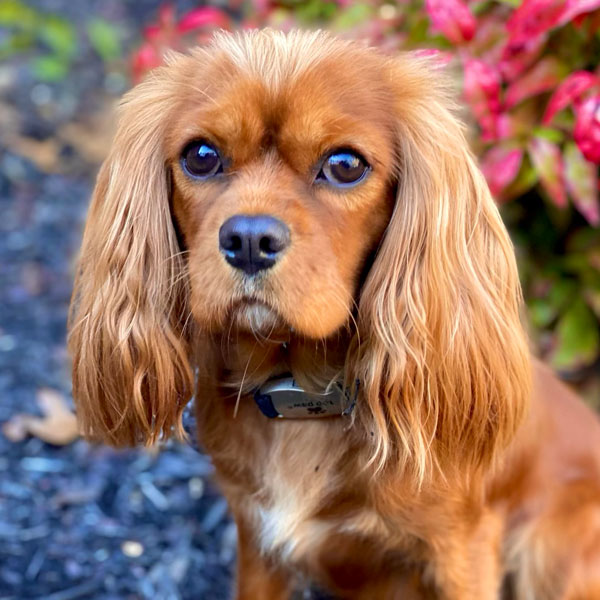 Tiara - AKC Cavalier King Charles