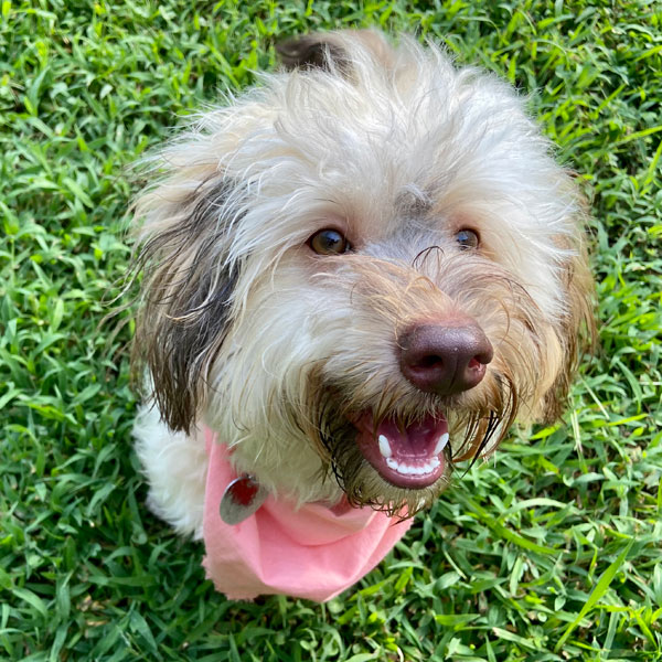 Willow - AKC Havanese